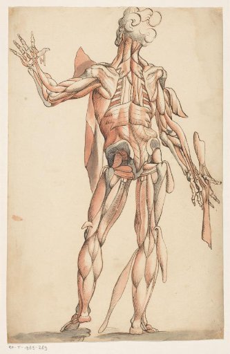 Muscles and Skeleton of the Human Body