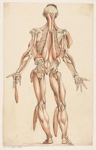 Muscles and Skeleton of the Human Body