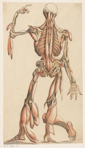 Muscles and Skeleton of the Human Body