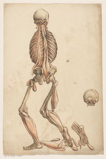 Muscles and Skeleton of the Human Body