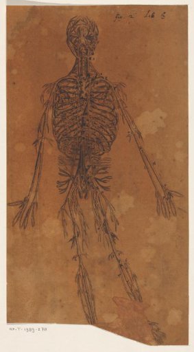 Anatomical study of the arteries