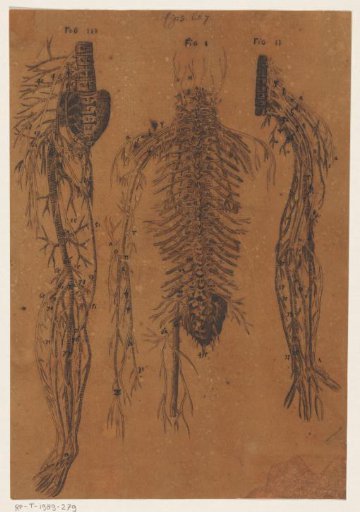 Anatomical study of the vertebrae and nerves