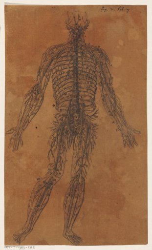 Anatomical study of the vertebrae and nerves