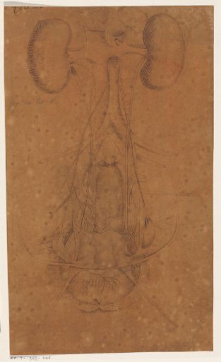 Anatomical study of the kidneys and bladder