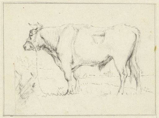 Standing Bull, Facing Left