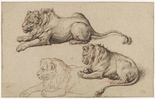 Three studies of a recumbent lion