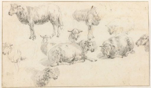 Study Sheet with Standing and Lying Sheep