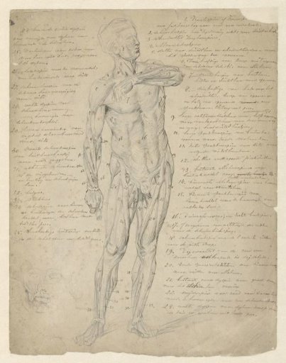 Anatomische studie van staande menselijke figuur