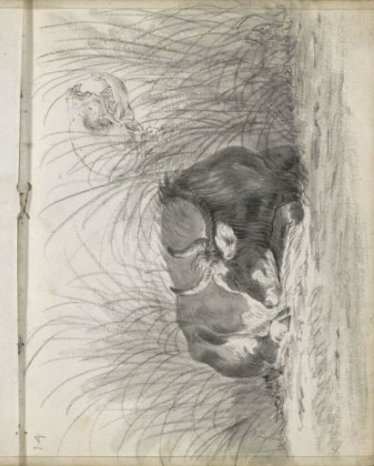 Sleeping Cow in the Grass