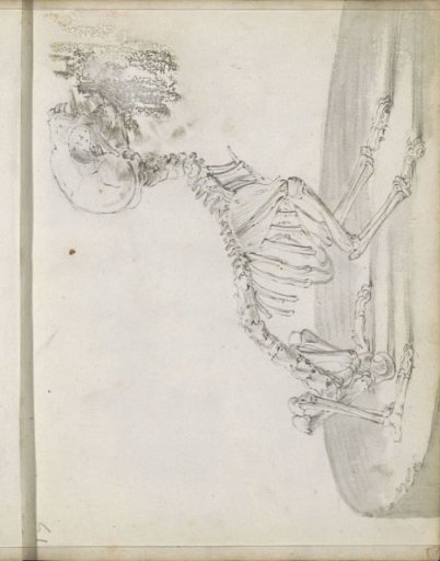 Skeleton of a Dog