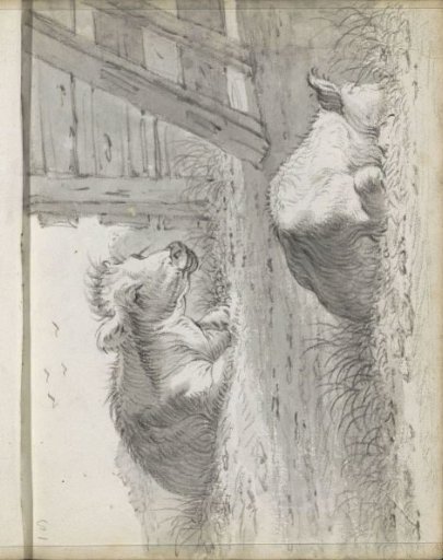 Two lying cows by a wooden fence