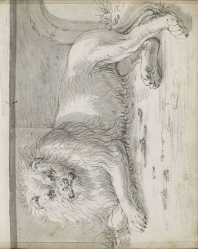 Lying lion