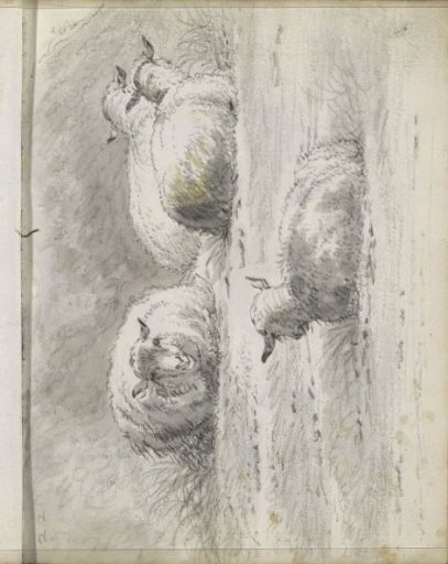 Lying sheep at the foot of a hill