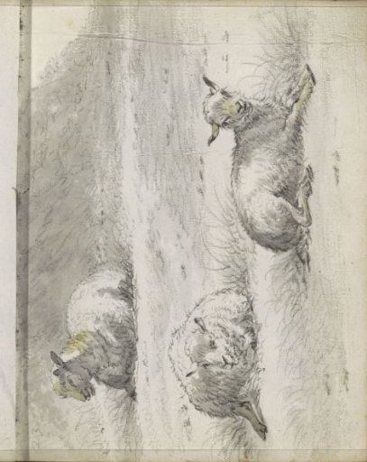 Lying sheep at the foot of a hill