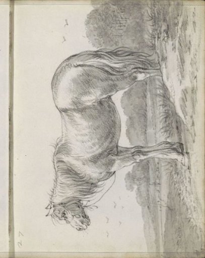 Horse in a landscape