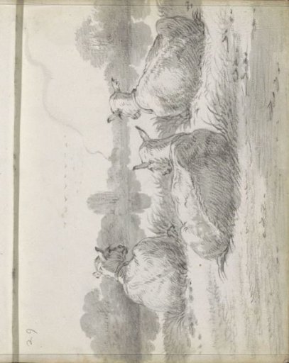 Three lying cows by the water