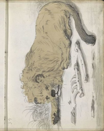 Lying lion
