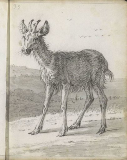 Stag in a landscape
