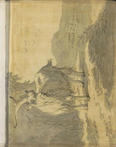Long-haired goat in a landscape