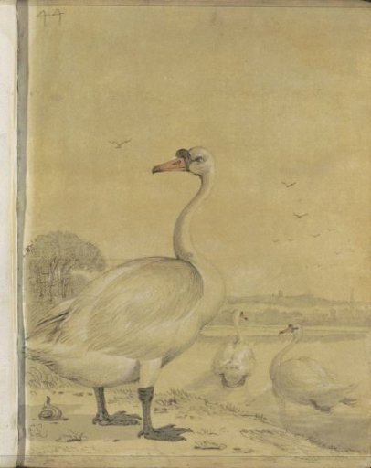 Landscape with a swan by the water