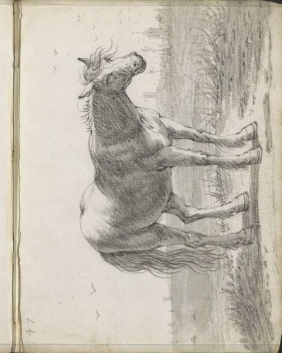 Horse in a landscape