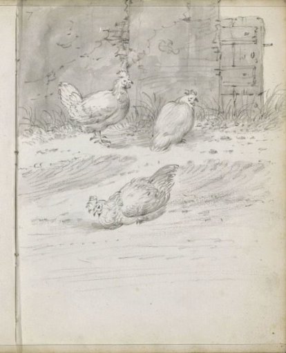 Chickens in a Yard