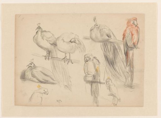 Sketches of peacocks and parrots