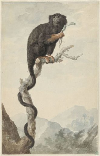 A Red-handed Tamarin