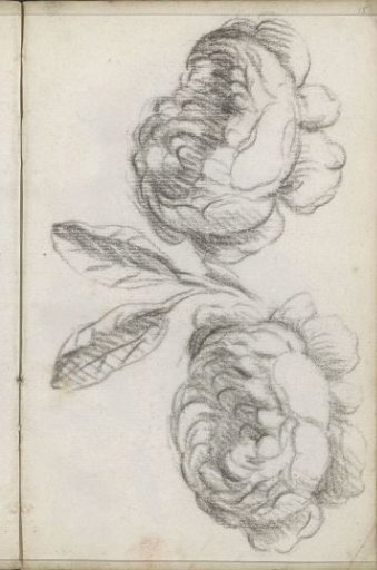 Two Roses