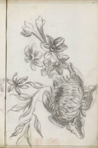 Flowers and Leaves