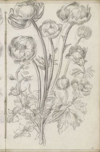 Bouquet of roses