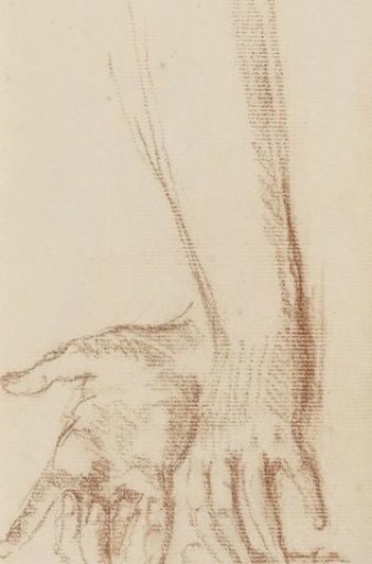Forearm and hands