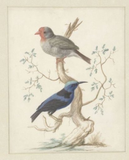 Red-headed finch (Amadina erythrocephala) and Red-legged honeycreeper (Cyanerpes cyaneus)