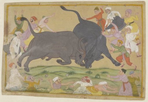 Water Buffalo Fight