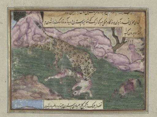 Leopard kills a dog