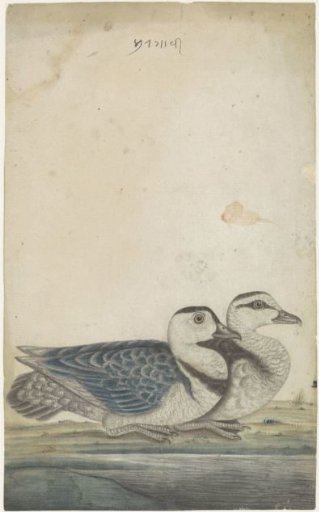 Pair of Coromandel ducks