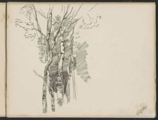 Birch trees