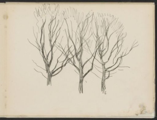 Three trees with bare branches