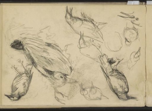 Birds