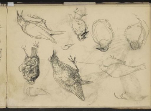 Birds