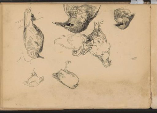 Chickens and birds
