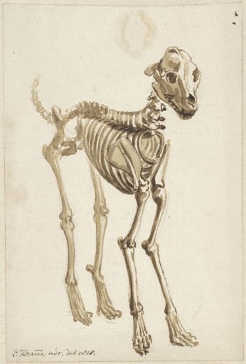 Skeleton of a dog, seen from an angle from the front