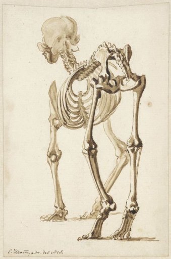 Skeleton of a dog, seen from an angle from the rear