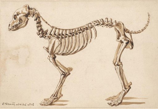 Skeleton of a dog from the side