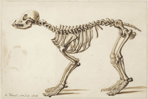 Skeleton of a dog from the side