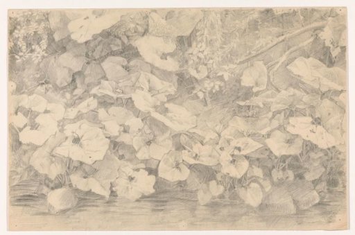 Plants by the water's edge