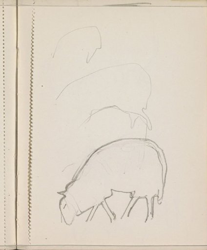 Grazing sheep
