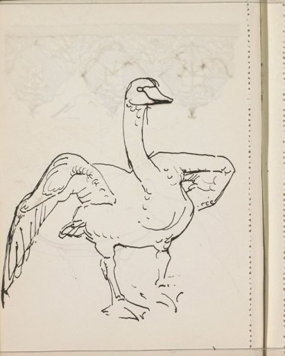 Swan
