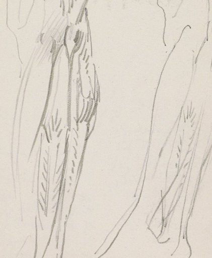 Muscles of the lower leg