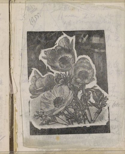 Wood Anemones